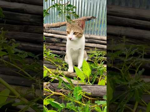 #cat #cats #cute #catvideos #catshorts #catai #ai #funny #love #pets #lovely #shorts #shortvideos