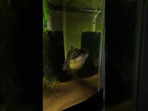 my Catfish is almost 4 years old in October :) #sh Thanks for watching!
https_//www.instagram.com/brla.yt/

Aquarium equipment I use_
K1 Kaldnes_ https
