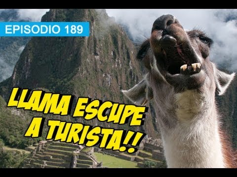 Llama escupe a Turista!! l whatdafaqshow.com