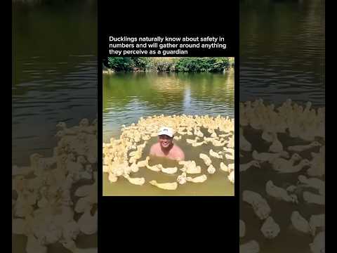 Ducklings Seek out parent figures in nature:) #fyp