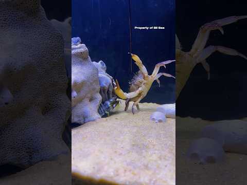 The Mantis Shrimp Punched It While the Crab Was Hanging #mantisshrimp
