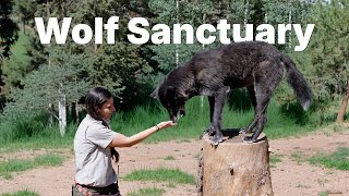 Behind the Scenes at the Colorado Wolf and Wildlife Center