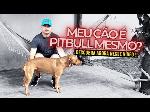 MEU CÃO E O VERDADEIRO PITBULL ? #assista