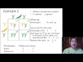 Genetic Ratios and Dominance Types