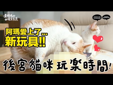 黃阿瑪的後宮生活-後宮玩樂時間，阿瑪愛上新玩具。