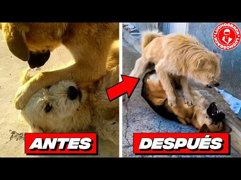 ¿Cómo Hizo King Charles Para Convertirse en el ALFA de su MANADA? // ESTA ES SU HISTORIA