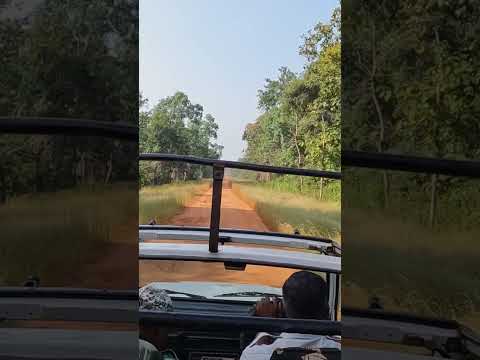 Watch me film and photograph the MOST (Majestic beast) on the planet! [The Royal Bengal Tiger]