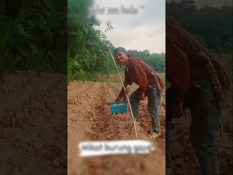 حيله ذكيه من هذا الشاب لاصطياد الطيور بمساعده هذا الطائر الماكر