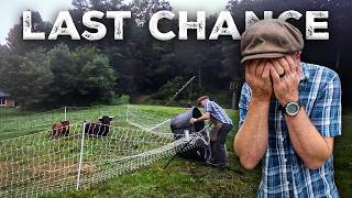 Last Chance for He Man, our Bull