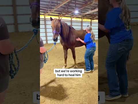 We rescued a former New York City carriage horse ❤️ #animalrescue