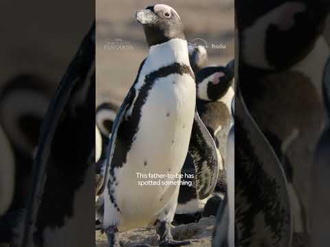 Turns out even penguins get jealous 🐧