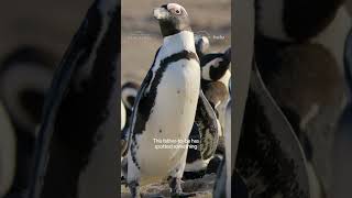 Turns out even penguins get jealous 🐧