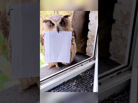 Cuando tu lechuza trae malas noticias 🦉😂