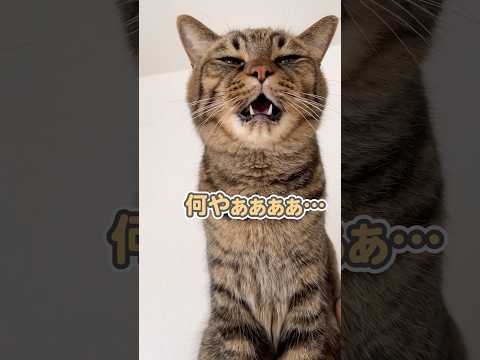 声をかけると「なぁにぃ…」と、天使のような声でお返事してくれる猫