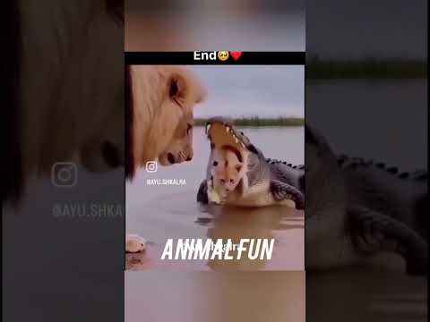 Emotional Lion 🦁 😞 #ytshorts #lion #cutelion