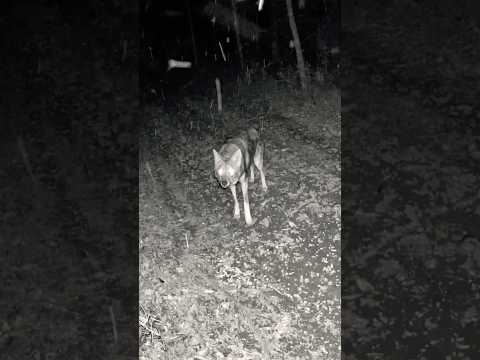 COYOTE HEARS MYSTERIOUS NOISE and Walks Up Close to Camera | Wild Night Encounter #shorts