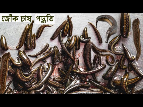 জোঁক চাষ কৃষিতে নতুন সম্ভাবনা - চাষ পদ্ধতি ও সুবিধা অসুবিধা - নতুন ব্যবসার আইডিয়া - Leech Farming