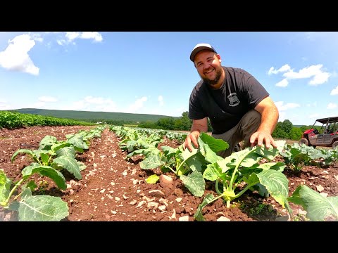 Unbelievable progress on the Vegetable Farm