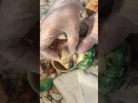 #pearl #relax #animals #fishing #fish。Qi Pearl。Clean lake water. Pearl oyster. shell pearls