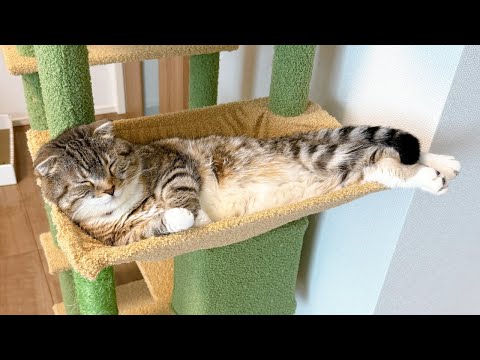 猫の動画サムネイル - 週末の夜は猫雑談！りっちゃんのおめめの経過やお知らせなど🐈💗 Part4