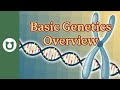 Gene Organization and Chromosome Function