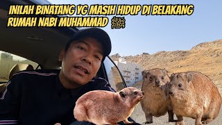 INILAH BINATANG YG MASIH HIDUP DI BELAKANG RUMAH NABI MUHAMMAD ﷺ