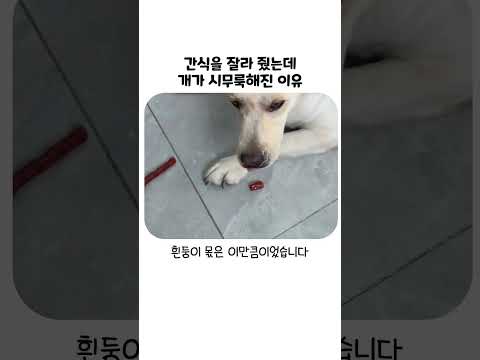 간식을 <strong>잘라</strong> 줬는데 개가 시무룩해진 이유