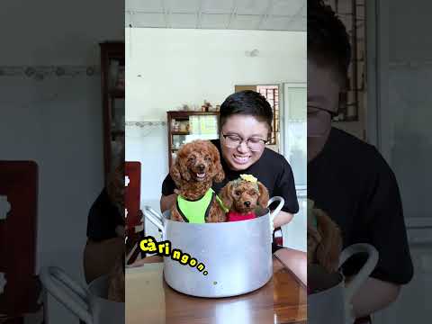 Con Tắc Kè Màu Xanh Màu Đỏ Của Sheep | Sheep #shorts