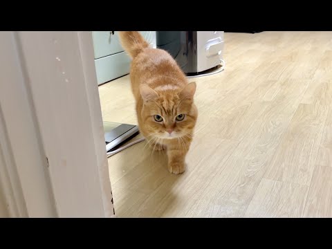 나 덕배숭이! 방구석 테토남🐱 마성의 매력 내뿜는 고양이 덕배네 일상 VLOG 🎬✨