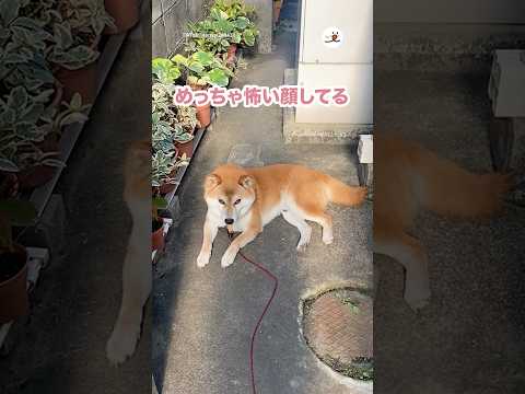 柴犬のメンチ切り表情を動画で楽しもう サムネイル