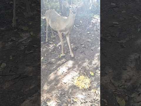 PEACEFUL MORNING DEER | Relaxing Nature Sounds & Sunrise Serenity #shorts
