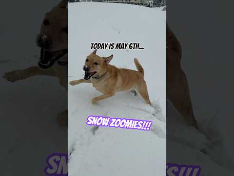 SNOW IN MAY?!?? #dogsofyoutube #colorado