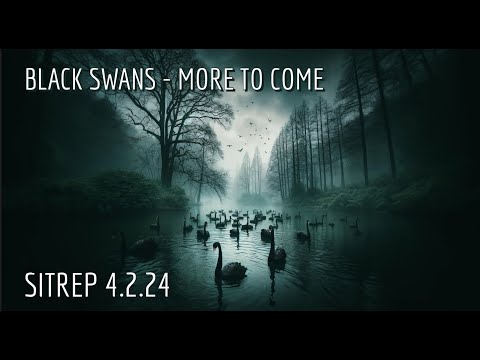 Black Swans - More to Come. SITREP 4.2.24