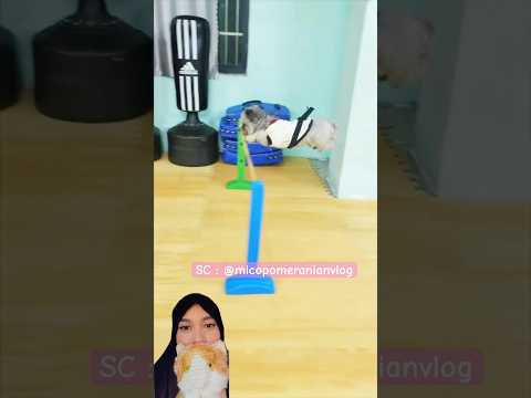 Anjing Lucu Melewati Rintangan #dubbing #funny #pets #challenge