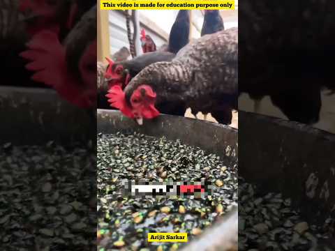 This person use trapped bettle to feed his chicken #amazingfacts #science #chicken #farming