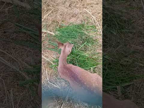 Hiran #animaltrap #birds #harehunting #hunting #wildlife