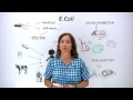 Understanding E. coli and Its Implications