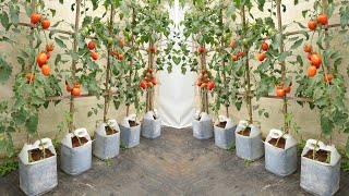 The secret to growing tomatoes with banana peels that no one has told you