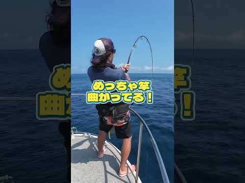 キハダが暴れてる！