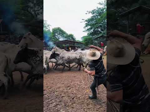 Enlazando ganado de a pie en los corrales #llano #vaqueria #lazo