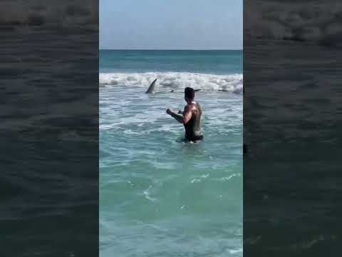 😱12 foot shark😱 #fishing #fish #longisland #florida #sharkfishing #shark #sharks #newyork #beach