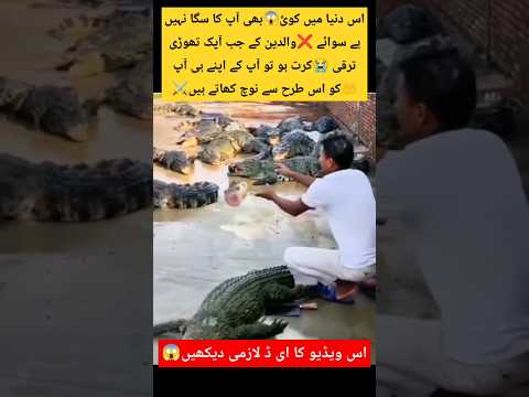 Crocodile 🐊 Eat Meat 😋 Her Relative #shortsfeed #trending #funny #sadstatus #coversong #actuallysad