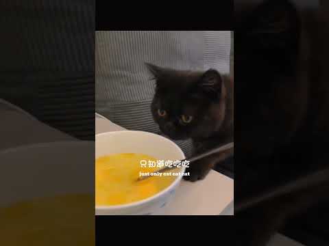 When a Rescue Cat Finally Feels Safe… 💕🐾曾是流浪，如今是宝贝 🐾#cutecat