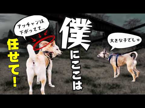 竜之助が頭突き！されましま。