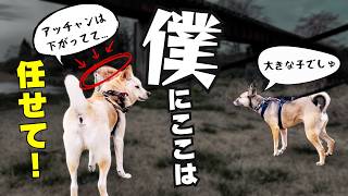 犬と山羊が戦うと...？