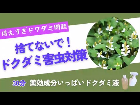 《ドクダミで害虫忌避》30分で超簡単!薬効成分を活かした安心安全防虫スプレー/ドクダミは活用しながら減らそう/ドクダミ液の作り方