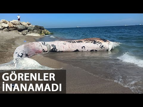 Mersin’de 10 Metre Boyunda Oluklu Balina Kıyıya Vurdu