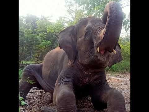 การถ่ายทอดสดของหนูใบเตยช้างน่ารัก