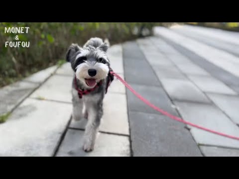 【犬】耳の痒みを訴えてきた！◯◯で即治りました