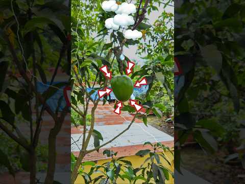 Mango condition given Feviquick #shorts #shortvideo